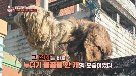 [스압] 동물농장 반려인의 자격 - DogDrip.Net 개드립