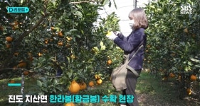 제주도 재배의 상징 한라봉 근황 - DogDrip.Net 개드립