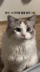 렉돌 - DogDrip.Net 개드립