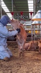 한우농장 - DogDrip.Net 개드립