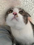 울집 고양인데 이쁘지않냐? - DogDrip.Net 개드립