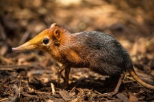 이녀석 코가 대단하다!!! - DogDrip.Net 개드립