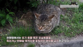 동물 입양 책임비 합법일까? - DogDrip.Net 개드립