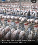 충남 양돈빌딩 추진... 동물단체 반발 - DogDrip.Net 개드립