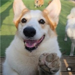 웰시코기 8마리 키우시는 분한테 제일 많이 오는 DM내용 - DogDrip.Net 개드립