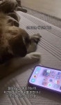 할미랑 통화하는 강아지.mp4 - DogDrip.Net 개드립