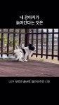 내 강아지가 늙어간다는 것은.... - DogDrip.Net 개드립
