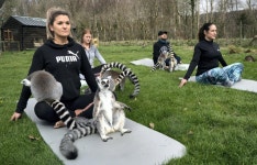 킹 줄리안의 취미 - DogDrip.Net 개드립