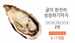 프랑스 굴이 맛있고 비싼 이유..jpg - DogDrip.Net 개드립