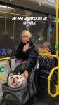 버스안에서 콘서트하는 댕댕이 - DogDrip.Net 개드립