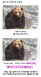 일본 곰 목장 어느 곰의 프로필.jpg - DogDrip.Net 개드립