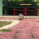 고장난 댕댕이.gif - DogDrip.Net 개드립