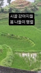 시골 강아지들의 봄 나들이 - DogDrip.Net 개드립