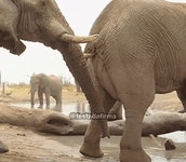 싱글벙글 코끼리 상아 용도 - DogDrip.Net 개드립