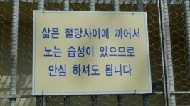 삵은 철망사이에 끼어서 - DogDrip.Net 개드립