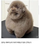 싱글벙글 셀프 미용 대참사..jpg - DogDrip.Net 개드립