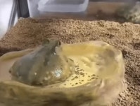 평화로운 개구리의 하루 - DogDrip.Net 개드립