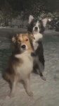 케로베로스 흉내내는 강아지들 - DogDrip.Net 개드립