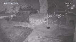 해병대 등 20대남성 3명, 식당앞 묶여있던 개들 향해 비비탄 수천 발 난사… 1마리 죽고 2마리 실명 위기 - DogDrip.Net 개드립