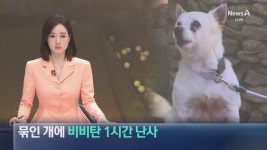 해병대 등 20대남성 3명, 식당앞 묶여있던 개들 향해 비비탄 수천 발 난사… 1마리 죽고 2마리 실명 위기 - DogDrip.Net 개드립