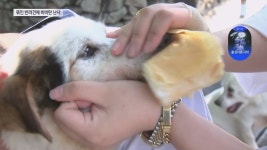 해병대 등 20대남성 3명, 식당앞 묶여있던 개들 향해 비비탄 수천 발 난사… 1마리 죽고 2마리 실명 위기 - DogDrip.Net 개드립