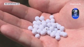 해병대 등 20대남성 3명, 식당앞 묶여있던 개들 향해 비비탄 수천 발 난사… 1마리 죽고 2마리 실명 위기 - DogDrip.Net 개드립