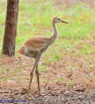 노랑통닭 - DogDrip.Net 개드립