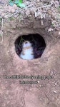 굴 속에 누워서 포도 먹는 토끼 - DogDrip.Net 개드립