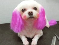 옛날 미용실 강아지들 특징.jpg - DogDrip.Net 개드립