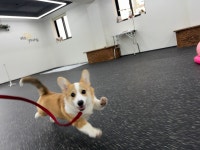 [이슈] 무더위 속 반려견 계곡 입수 다시 논란… 네티즌 반응 엇갈려 - DogDrip.Net 개드립