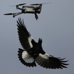 미친 호주 까치 - DogDrip.Net 개드립