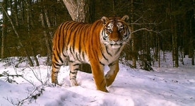 호랑이 만났을때 난이도 - DogDrip.Net 개드립