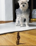 (혐) 강아지가 자기가 싼 똥이 신기해서 다시보는 사진 - DogDrip.Net 개드립