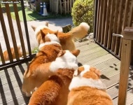 웰시코기 8마리의 위력 - DogDrip.Net 개드립