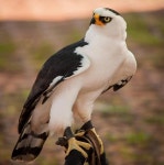 다크써클 수리 - DogDrip.Net 개드립