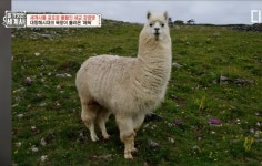 라마 유해한 동물인 이유 - DogDrip.Net 개드립