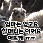 엄만없구요 할미는 있어요 - DogDrip.Net 개드립