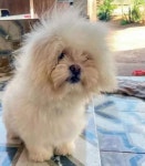 애견미용샵 멀어서 셀프미용 함 - DogDrip.Net 개드립