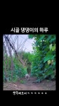 시골 댕댕이의 하루 - DogDrip.Net 개드립