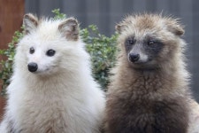 흰 너구리 - DogDrip.Net 개드립