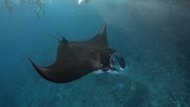 바닷속의 아이돌 만타레이와 함께 춤을 - DogDrip.Net 개드립