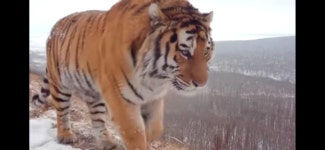 보기 힘들다는 백두산 호랑이ㄷㄷ - DogDrip.Net 개드립