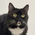 ㅇ냥 - DogDrip.Net 개드립