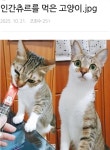인간츄르를 먹은 고양이.jpg - DogDrip.Net 개드립