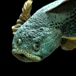 인도 가물치 - DogDrip.Net 개드립