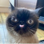 이쁜냥이들 - DogDrip.Net 개드립