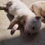 먹는 꿈꾸는 시골 강아지.mp4 - DogDrip.Net 개드립