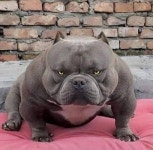 아메리칸 불리 - DogDrip.Net 개드립