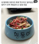 개 밥그릇에 밥먹는 사람.jpg - DogDrip.Net 개드립