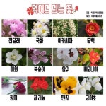 먹어도되는 꽃 - DogDrip.Net 개드립